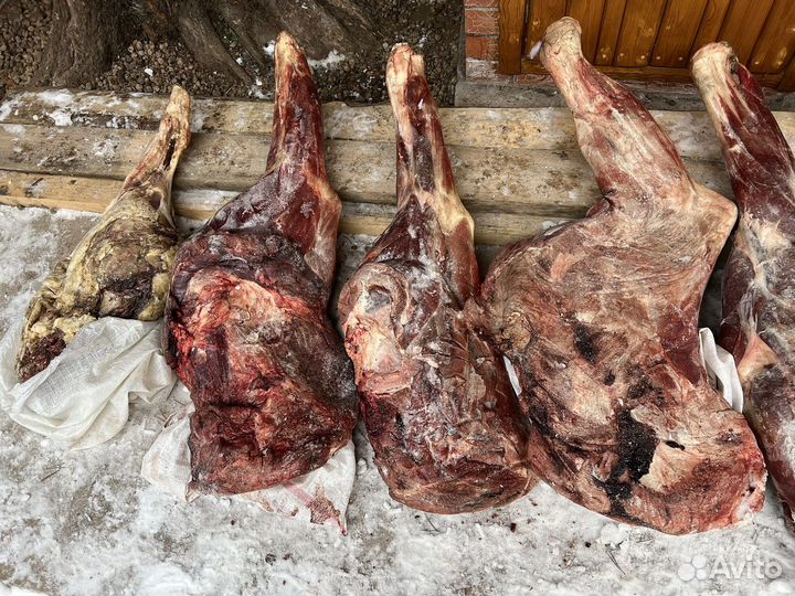 Мясо лося, лосятина опт/розница