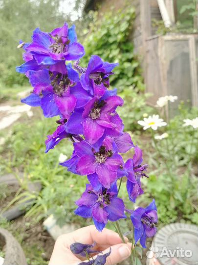 Многолетний Дельфиниум