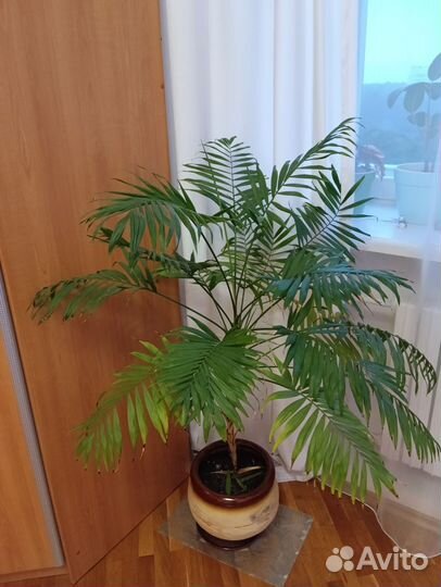 Пальма хамедорея