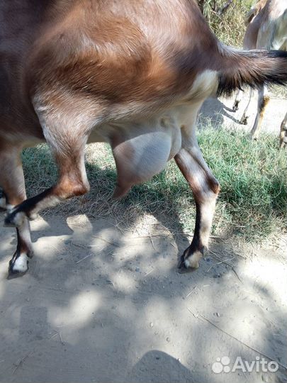 Дойные нубийские козы