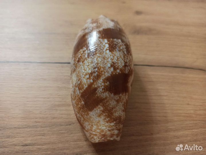 Морская раковина