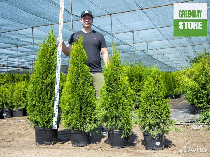 Туи смарагд 1,4 м свежая копка 2023