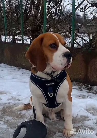 Вязка кобель бигль