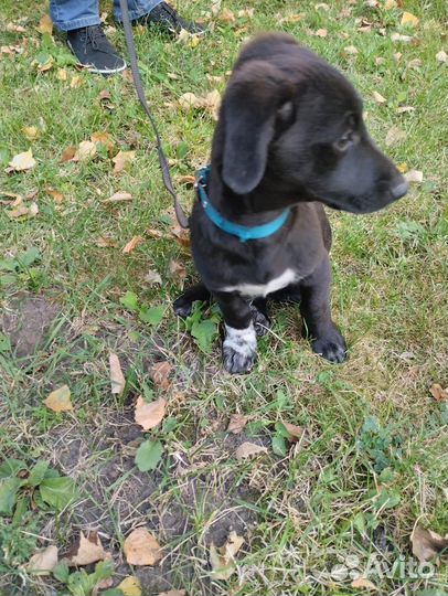 Щенок в добрые руки