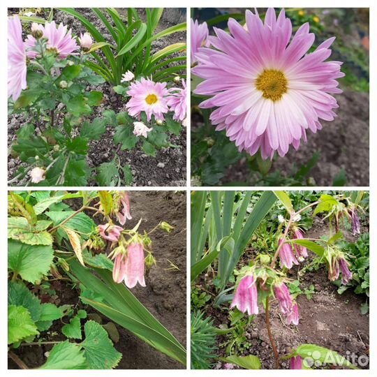 Очиток чистец родиола колокольчик хризантема