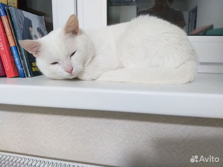 Белый кот
