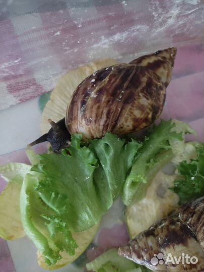 Улитки ахатины бесплатно