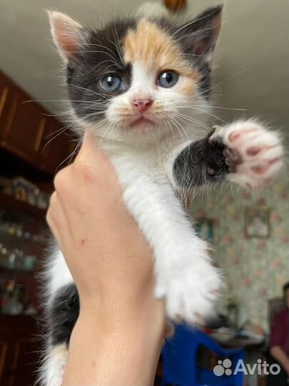 Котята бесплатно