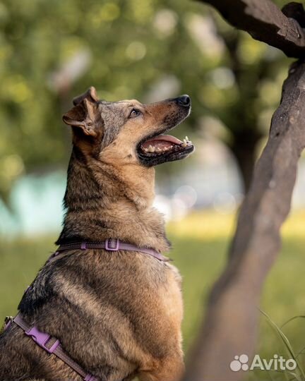 Маленькая собака - Коди ищет дом