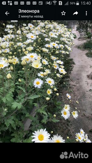 Хризантемы ромашковидные