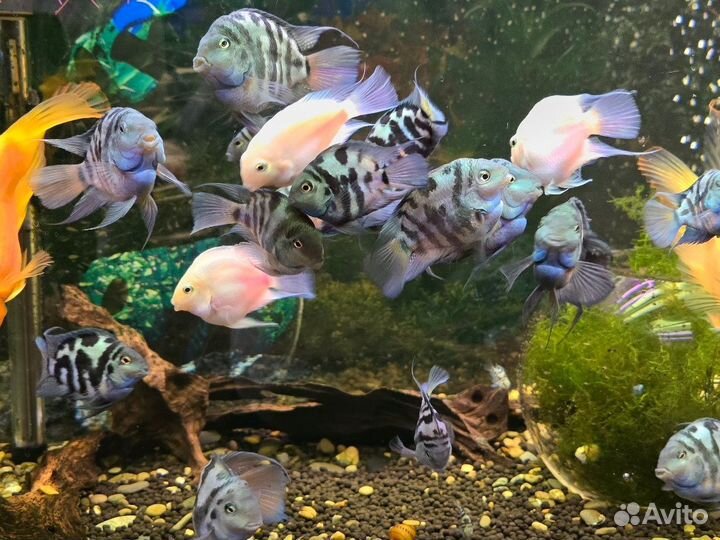 Аквариумная рыба попугай тигровый