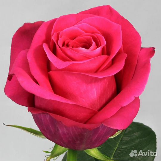 Роза розовая Пинк Флойд 70 см