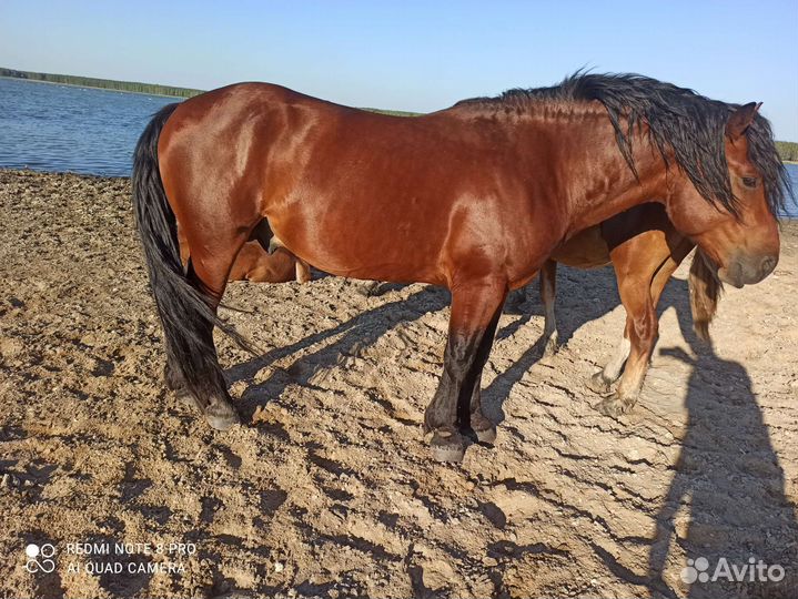 Жеребец тяжеловоз