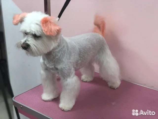 Грумер, стрижка собак и кошек