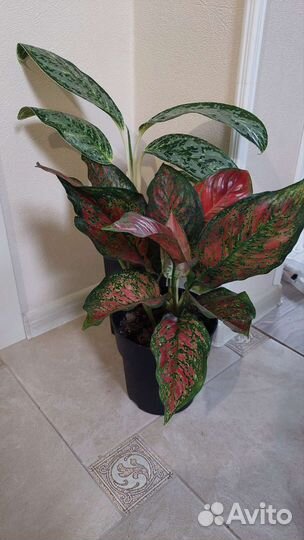 Аглаонемы разные