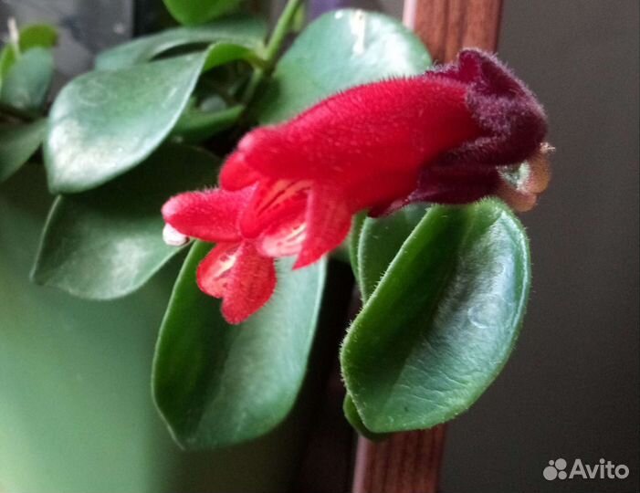 Эсхинантус, филодендрон