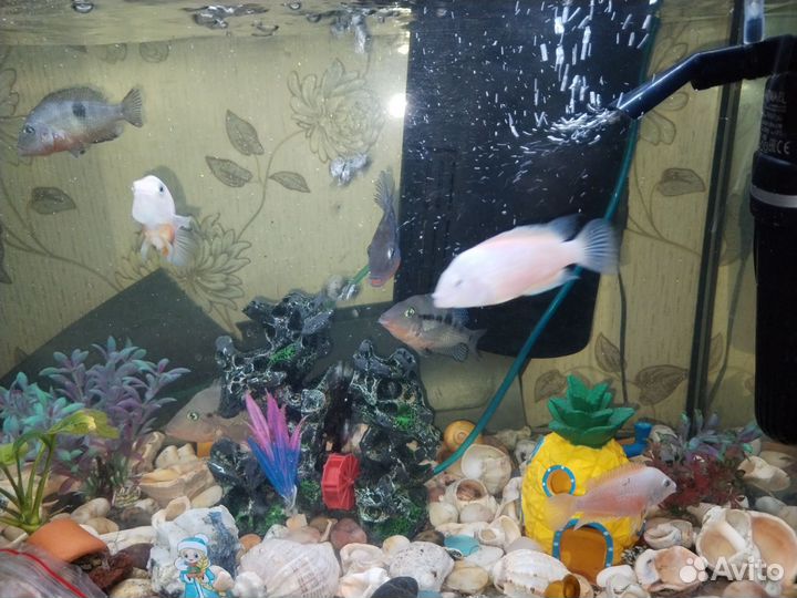 Аквариумные рыбки цихлиды