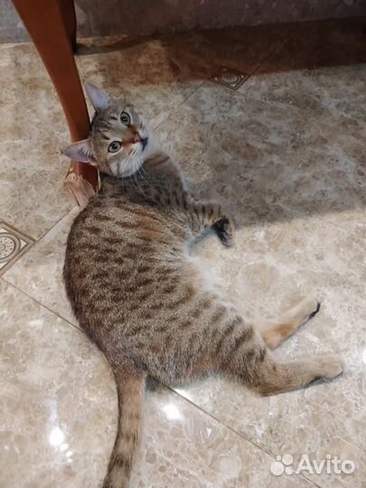 Бенгальская кошечка стерилизована