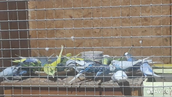 Волнистый попугай