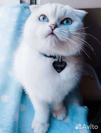 Шотландский кот на вязку