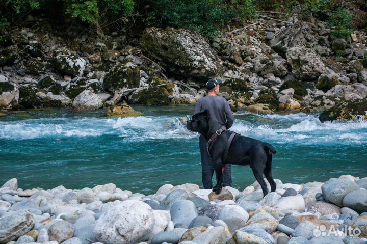 Кане Корсо вязка