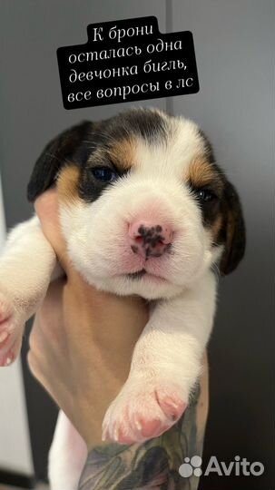 Щенки бигль