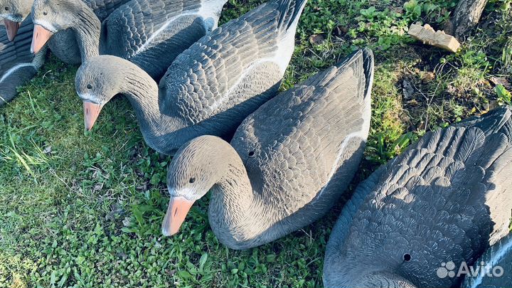 Чучела белолобых гусей