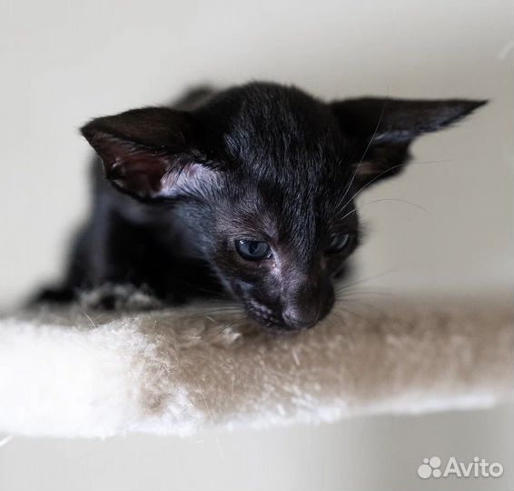 Ориентальная мальчик