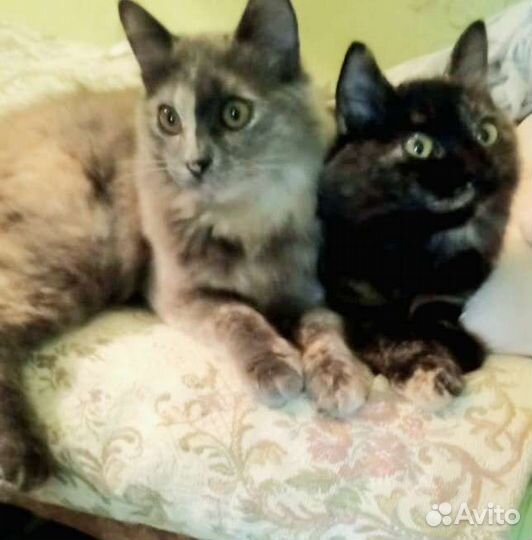 Кошки в добрые руки