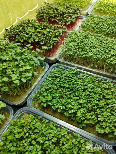 Микрозелень