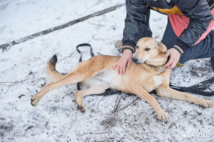Милая собака Микки в добрые руки