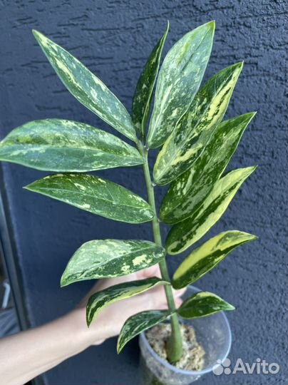 Замиокулькас вариегатный Лонг ливс Вайт