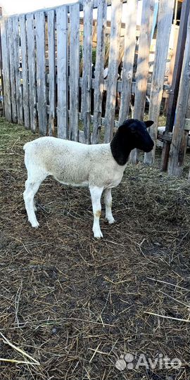 Дорпер ярки, баран, овцематка