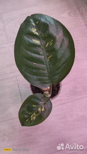 Диффенбахия тропикана