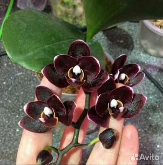 Парфюмерная фабрика и другие сорта