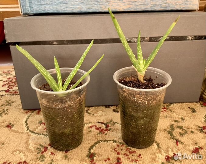 Алоэ вера растение