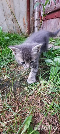 Котёнок мальчик