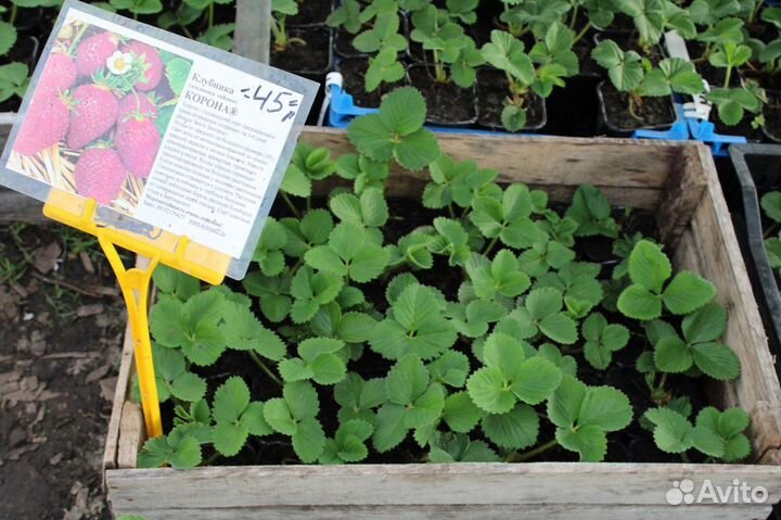 Ремонтантная клубника новых перспективных сортов