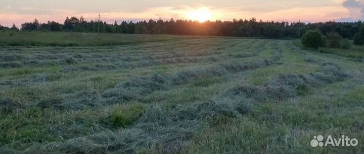 Отборное сено