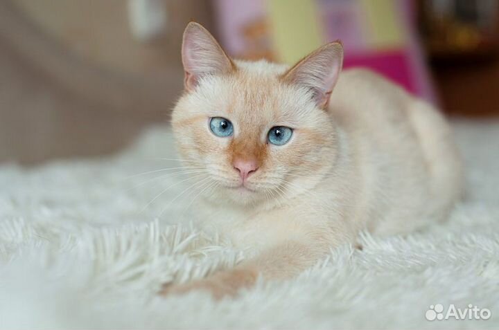 Персей - Крупный голубоглазый тайский котик в дар