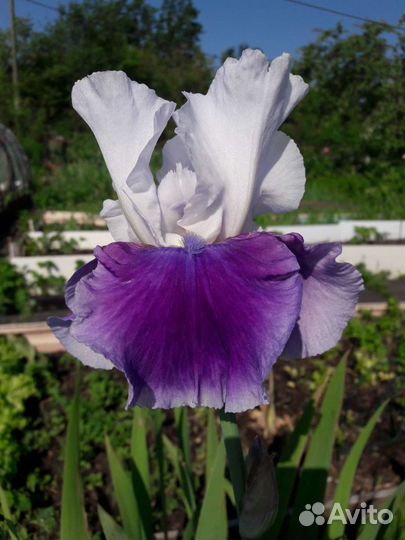 Ирисы бородатые