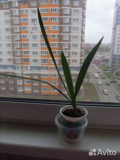 Финиковая пальма, хавортия