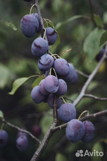 Саженцы жёлтых, красных и синих слив, малина