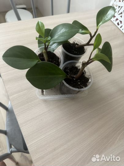 Пепермония туполистная