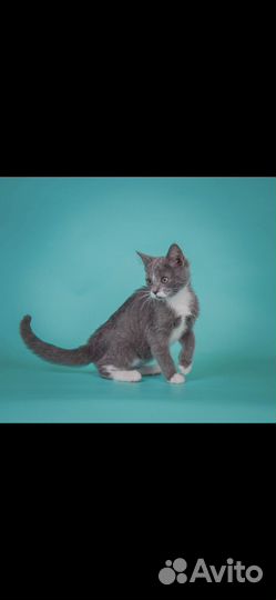 Котенок в добрые руки