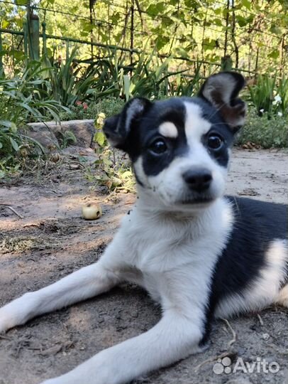 Милейшие щенки