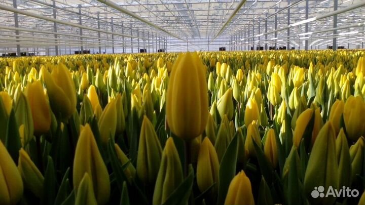 Тюльпаны опт к 8 марта