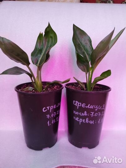 Стрелиция королевская Регина