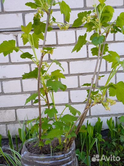 Садовые саженцы