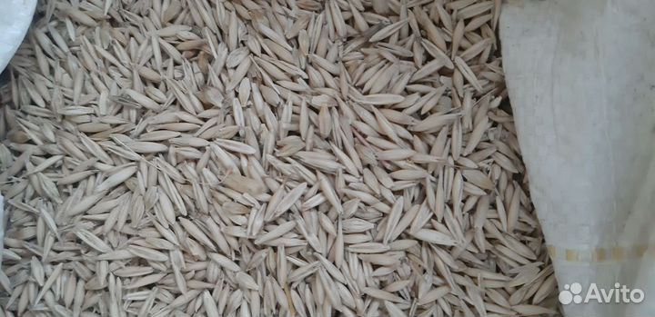 Зерно пшеница ячмень, овес в мешках